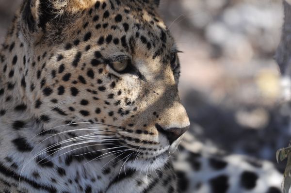 Leopard Leopard Panthera pardus